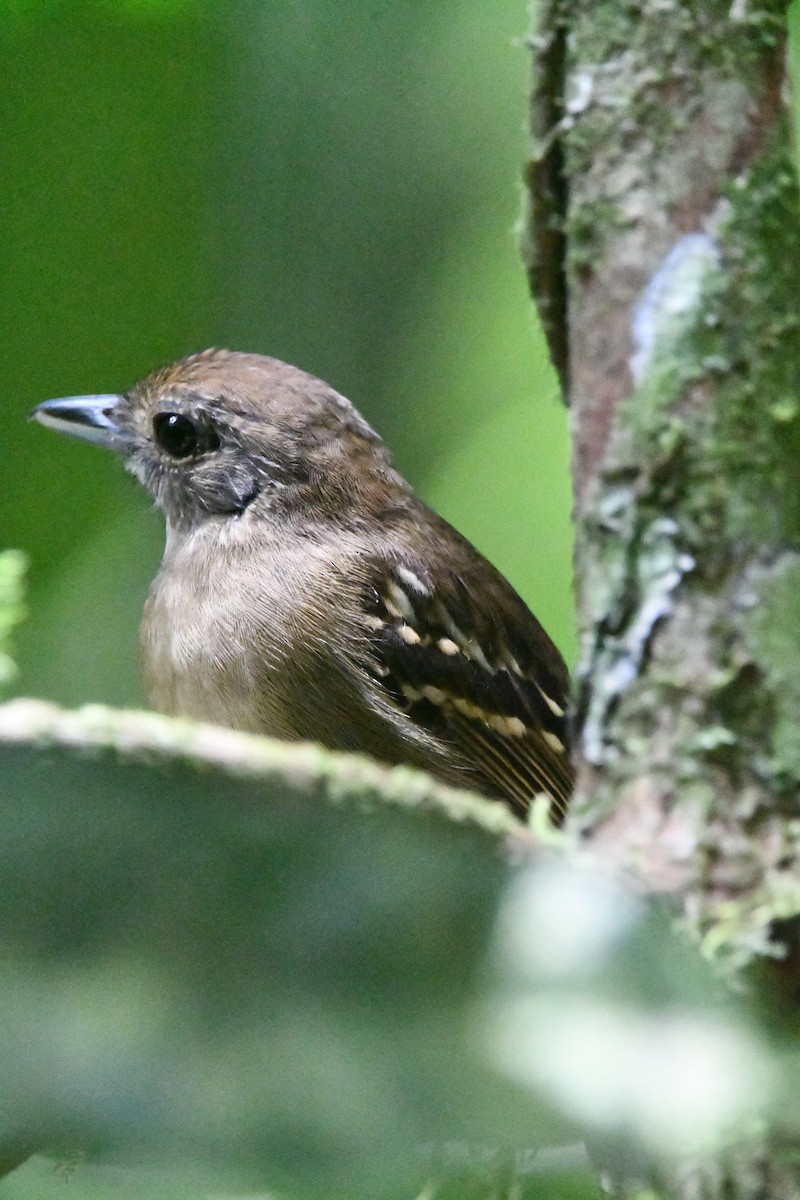 Black-crowned Antshrike - ML624040312