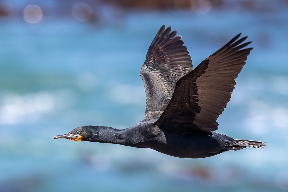 Cape Cormorant - ML624040342