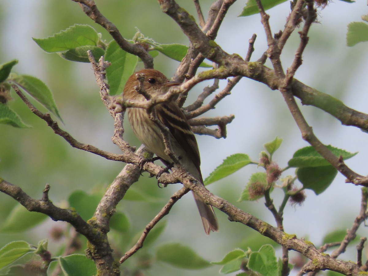 Bran-colored Flycatcher - ML624040357