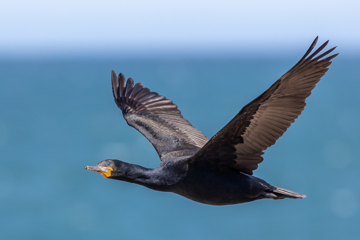 Cape Cormorant - ML624040389