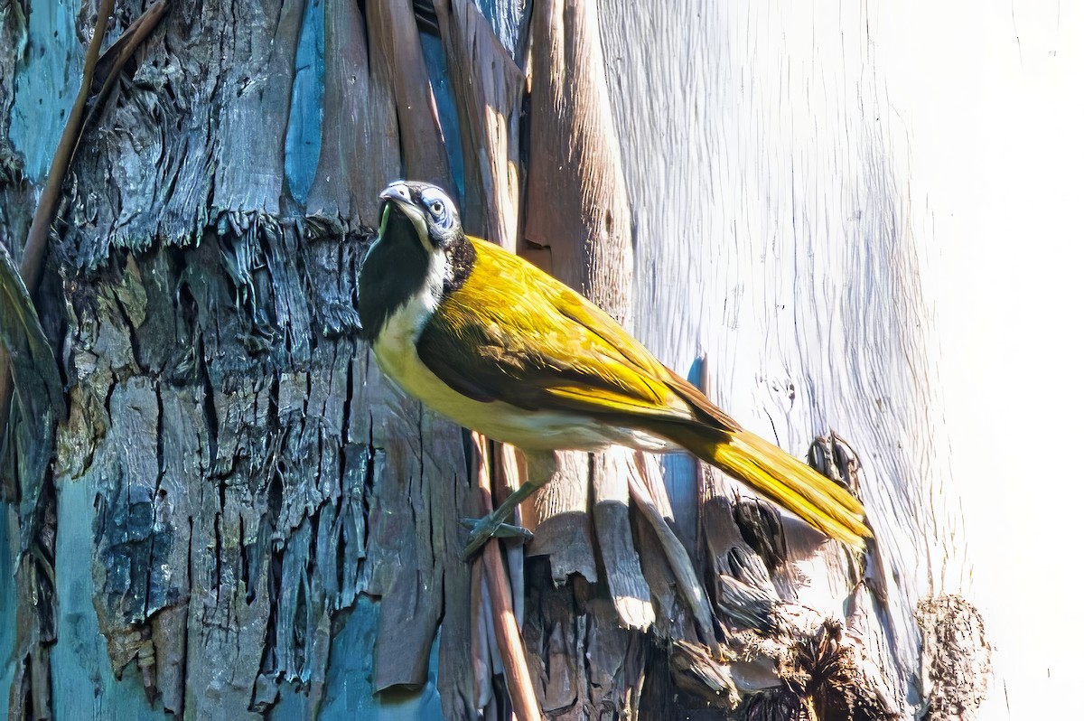 Blue-faced Honeyeater (Blue-faced) - ML624040412