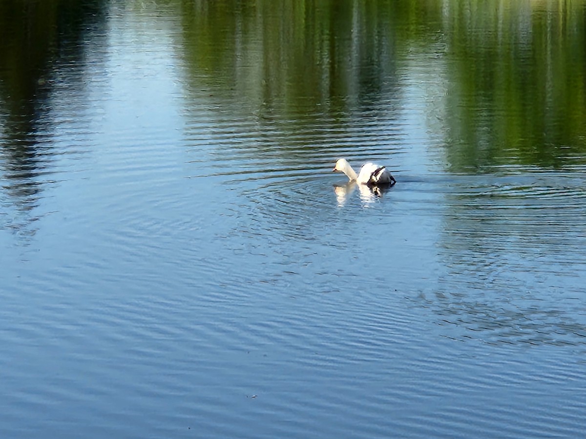Snow Goose - ML624040417
