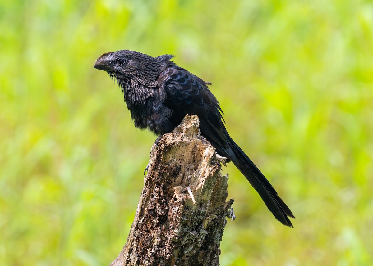 Smooth-billed Ani - ML624040432