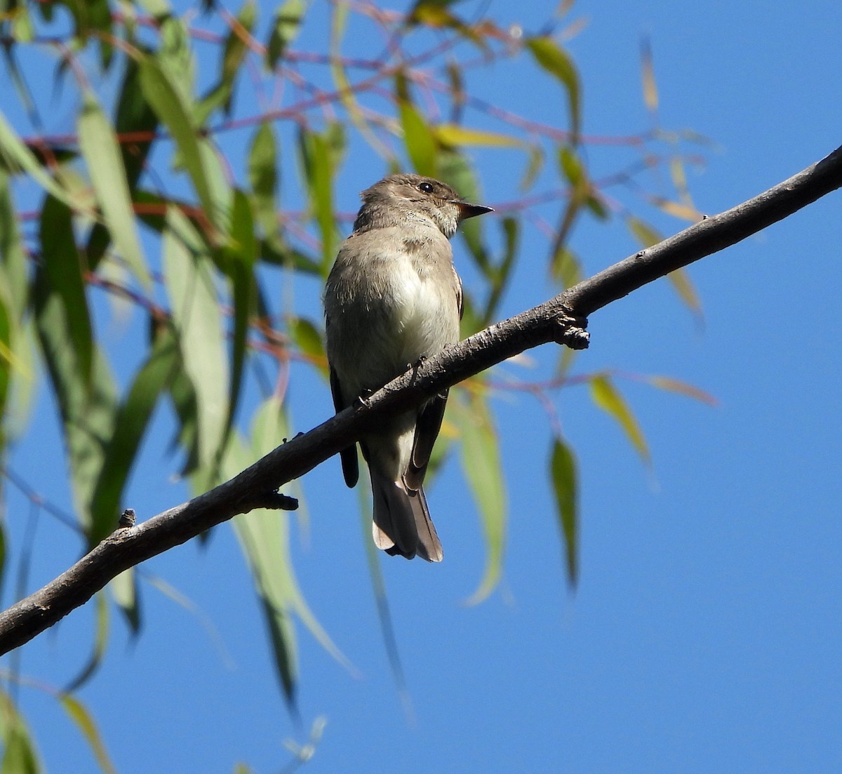 Western Wood-Pewee - ML624040435