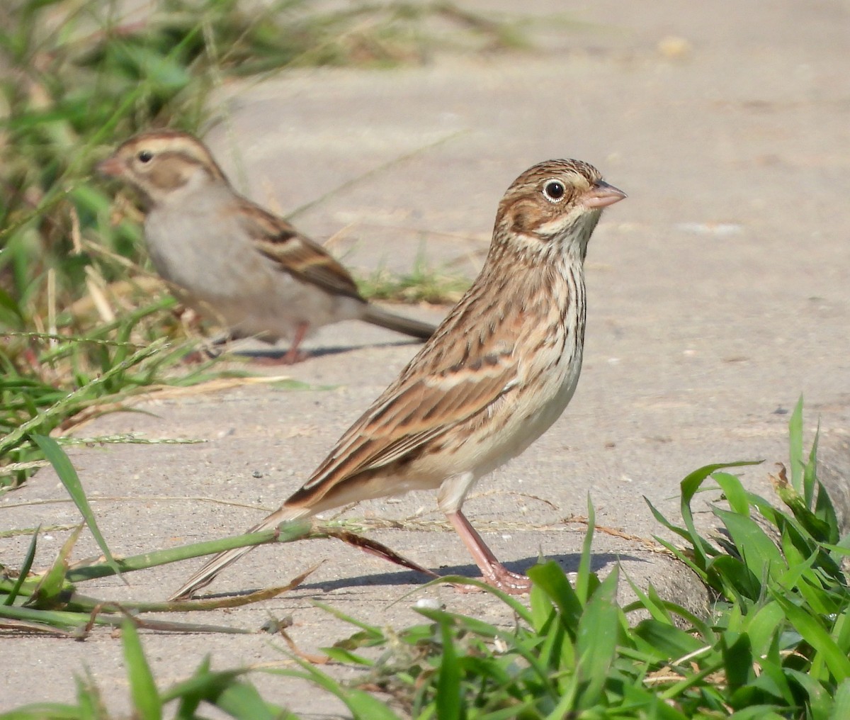 Vesper Sparrow - ML624040448