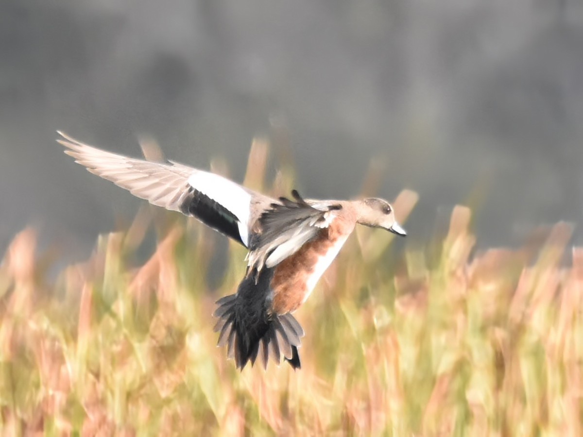 American Wigeon - ML624040449