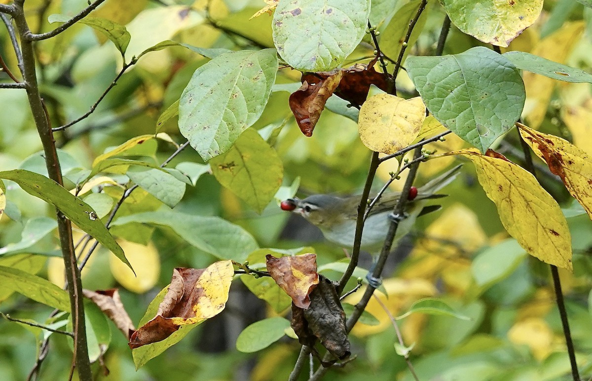 Kızıl Gözlü Vireo - ML624040466