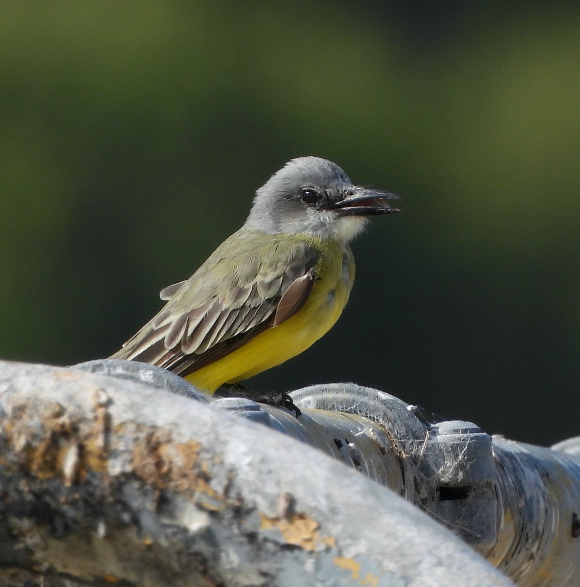 Tropical Kingbird - ML624040477