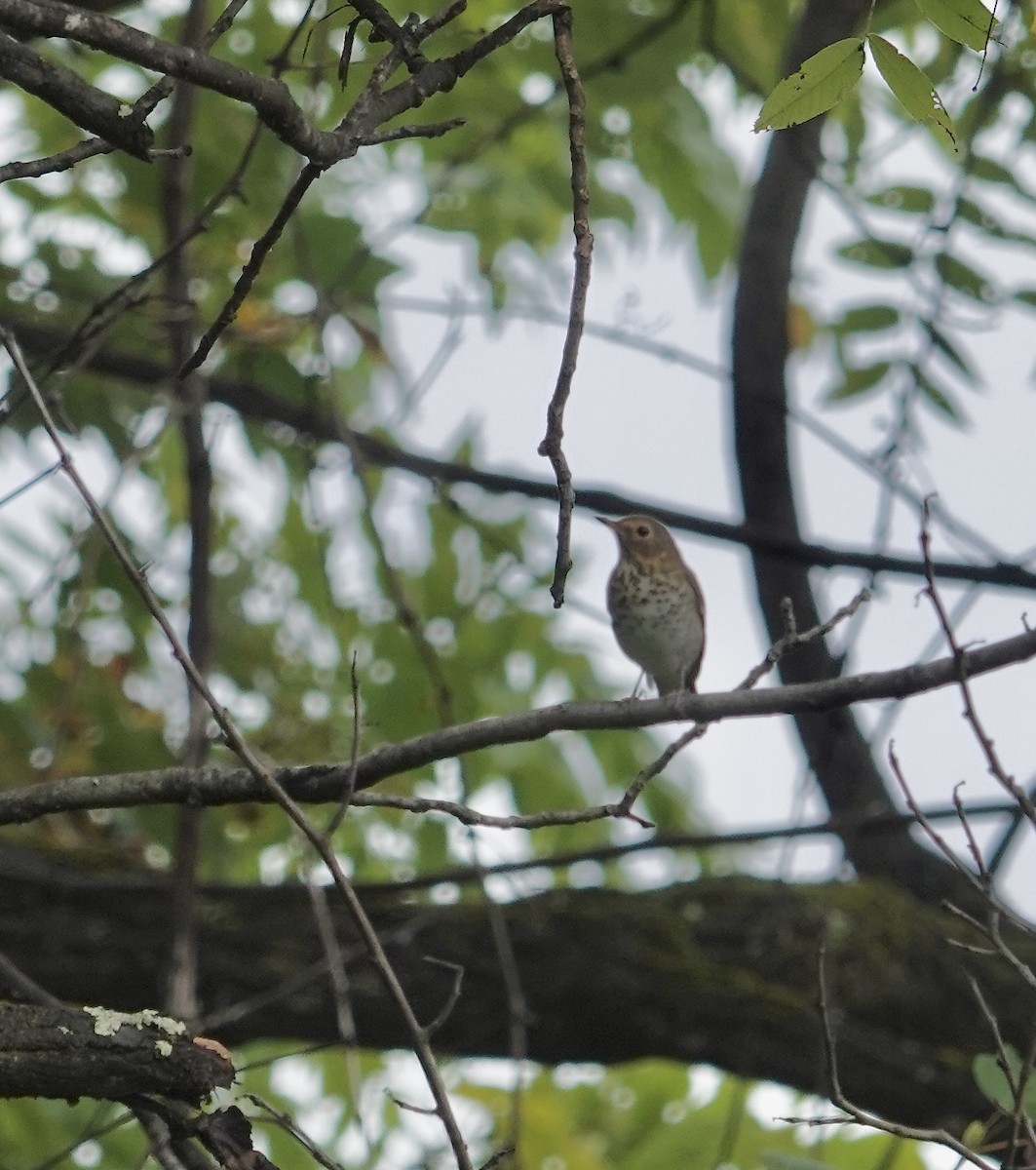 Swainson's Thrush - ML624040509