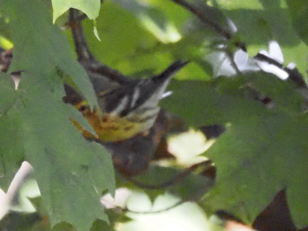 Blackburnian Warbler - Jonine Dewitte