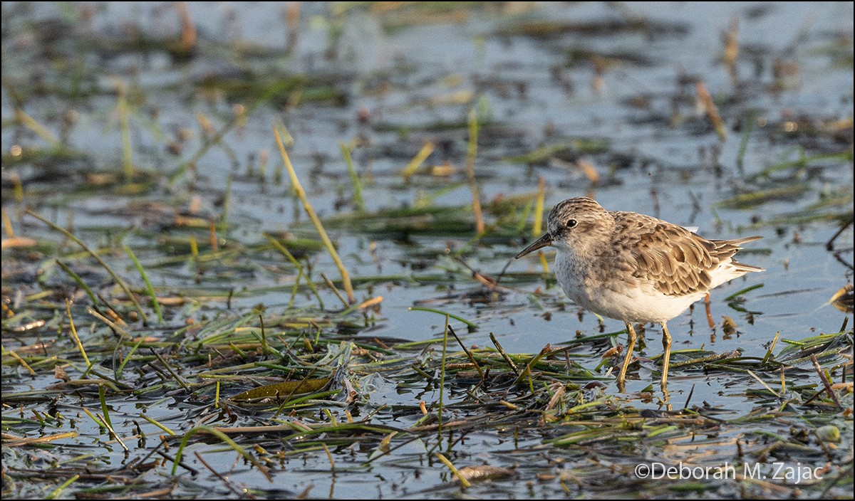 Least Sandpiper - ML624040575