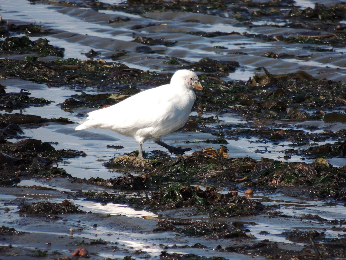 Snowy Sheathbill - ML624040581