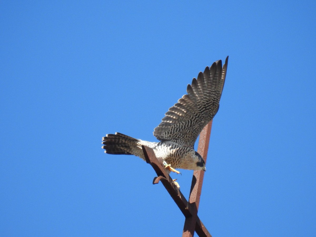 Peregrine Falcon - ML624040583