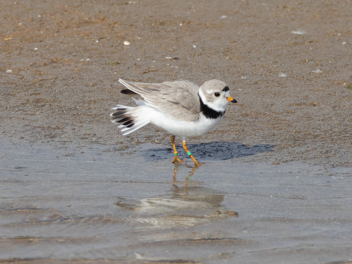 Piping Plover - ML624040586