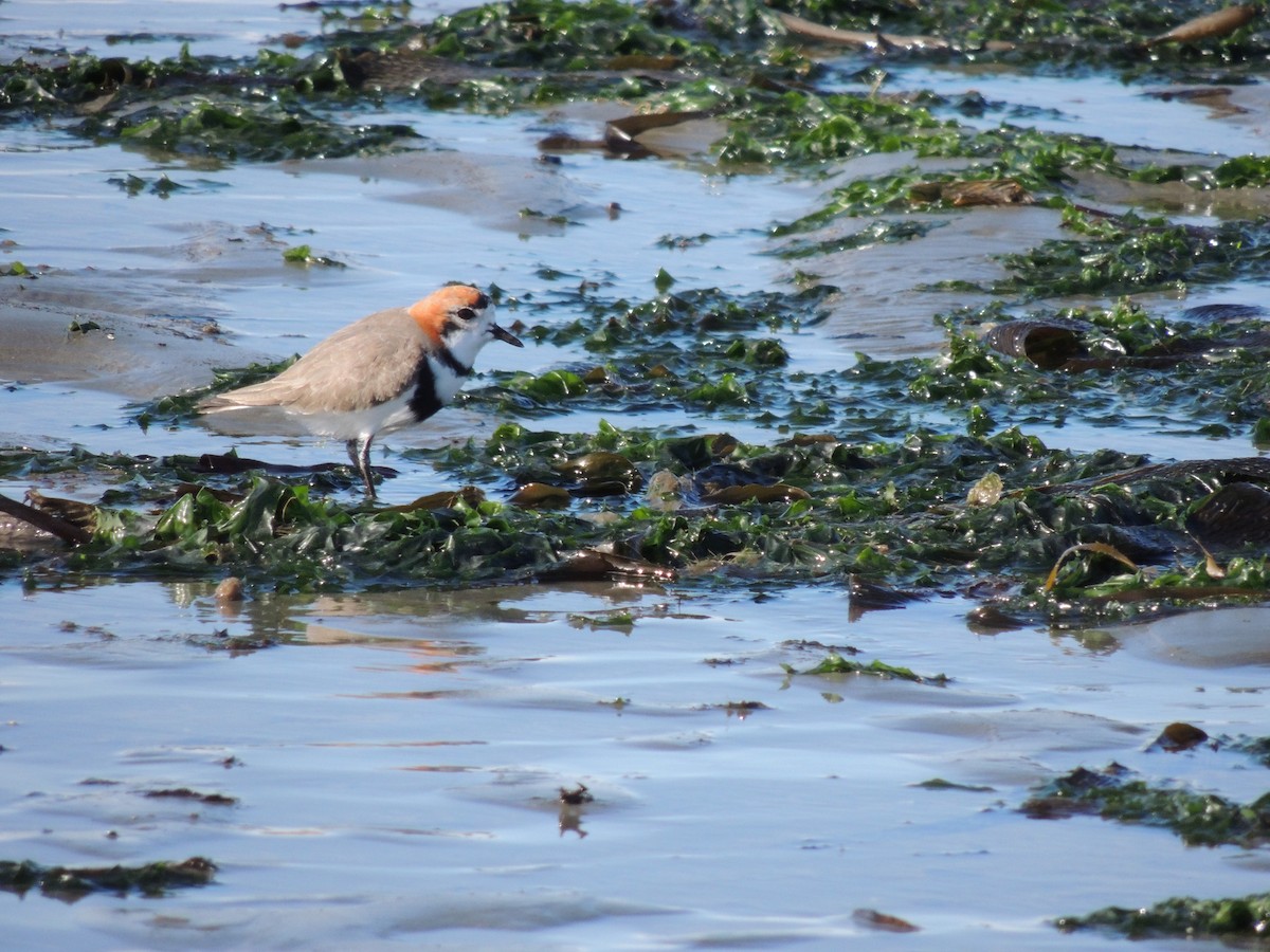 Two-banded Plover - ML624040595