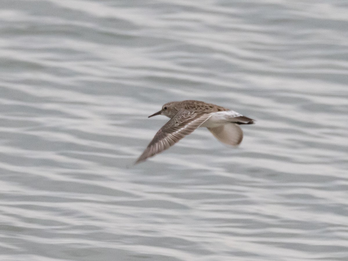 White-rumped Sandpiper - ML624040596