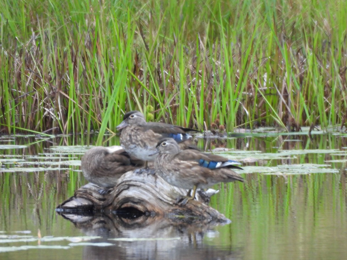 Wood Duck - ML624040602