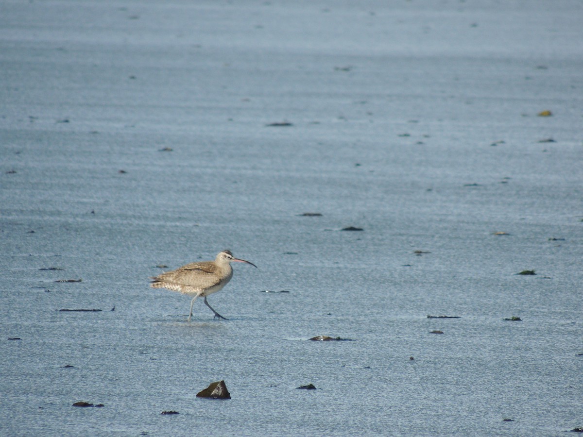 Whimbrel - ML624040604