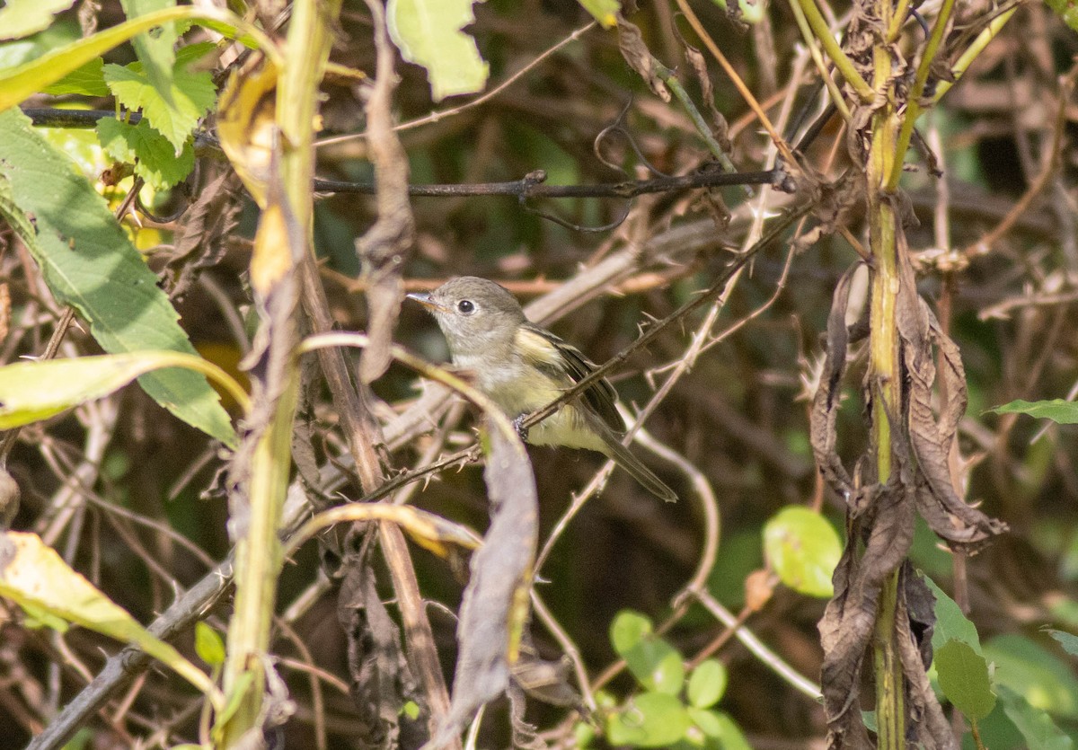 Least Flycatcher - ML624040614