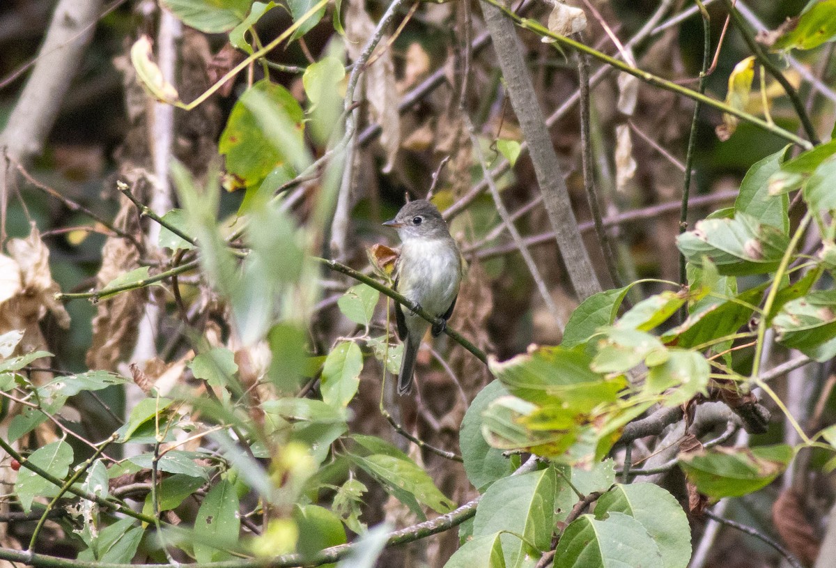 Least Flycatcher - ML624040615