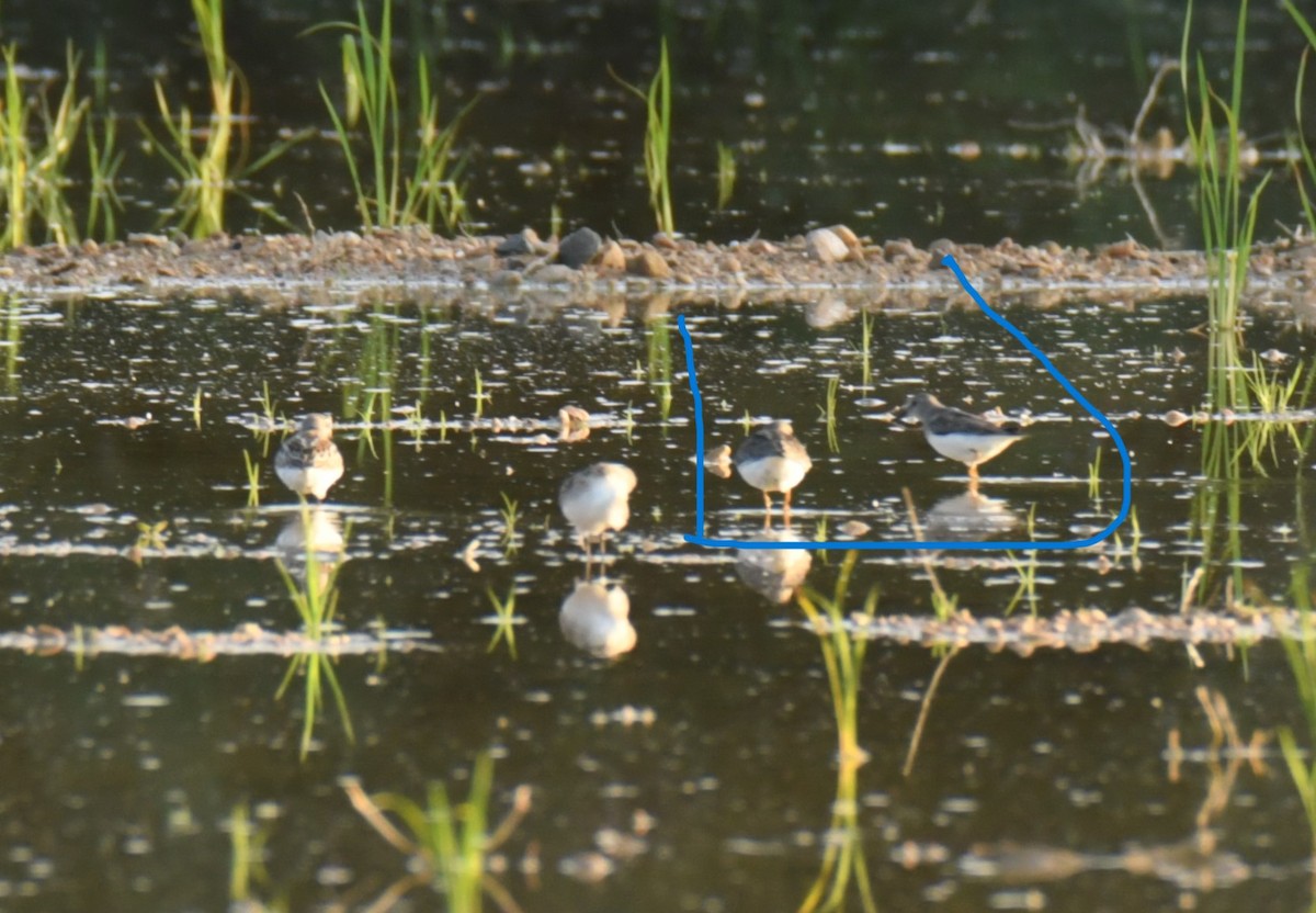 Temminck's Stint - ML624040619