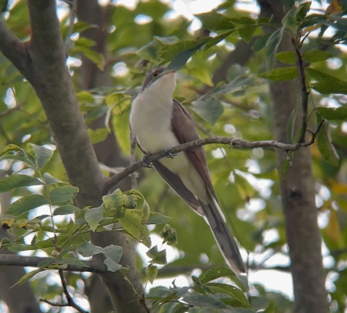 Yellow-billed Cuckoo - ML624040629