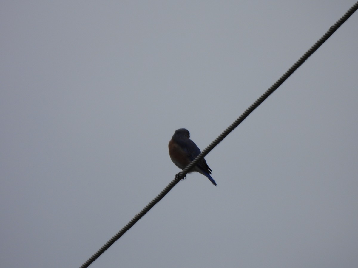 Eastern Bluebird - ML624040643