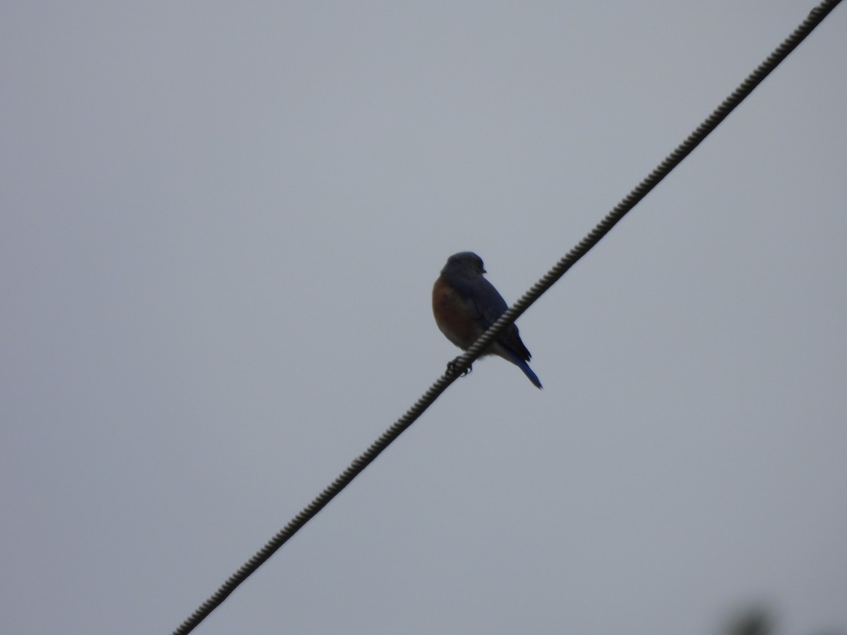 Eastern Bluebird - ML624040644