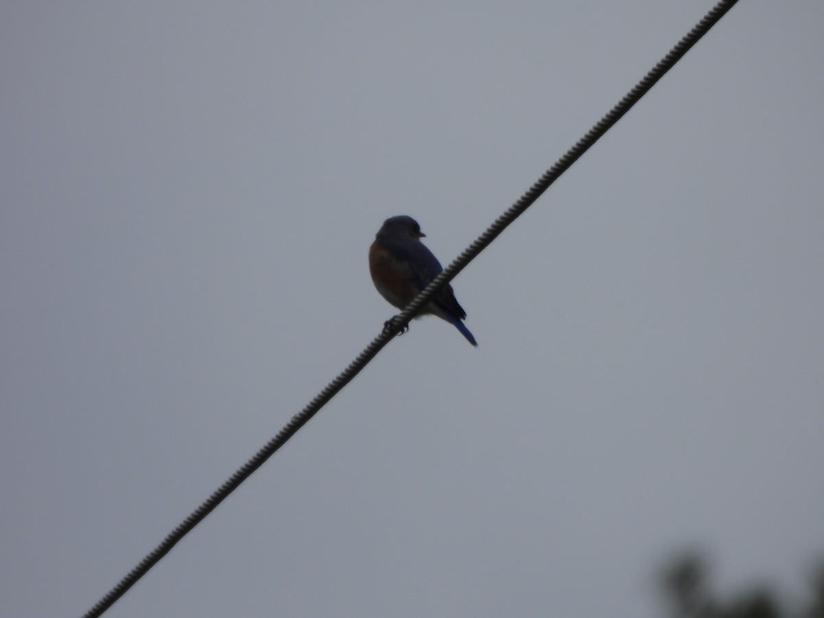 Eastern Bluebird - ML624040645