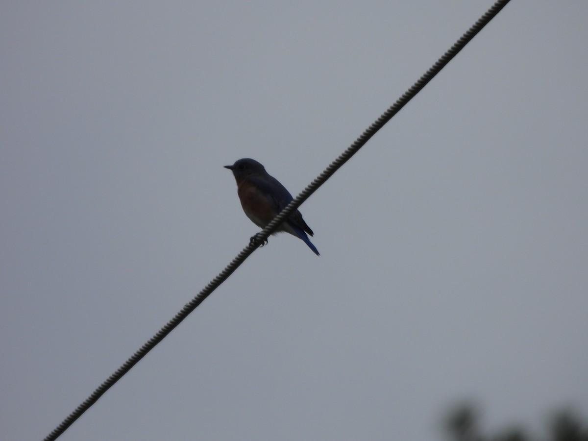 Eastern Bluebird - ML624040646