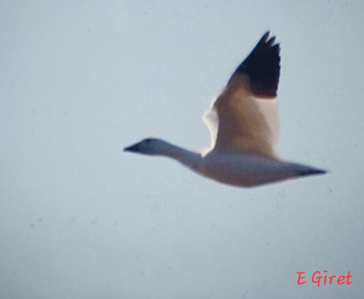 Snow Goose - ML624040683