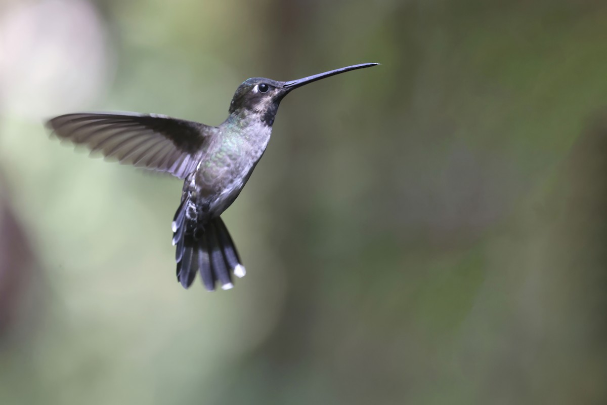 Long-billed Starthroat - ML624040712