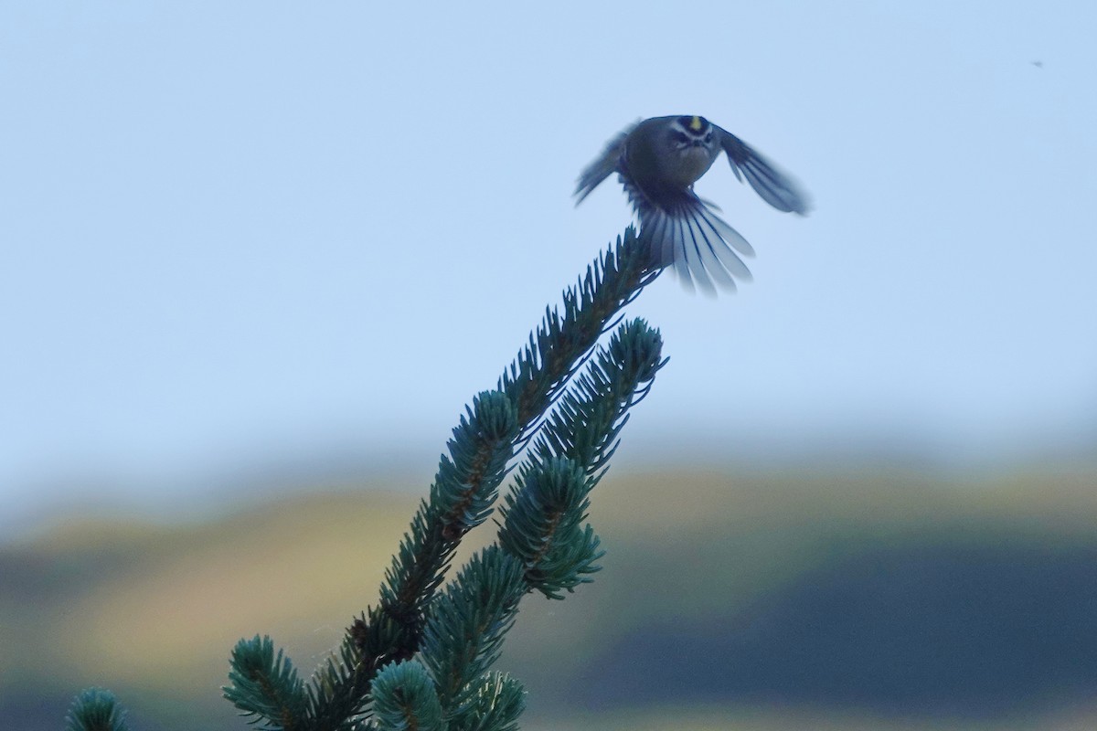 Golden-crowned Kinglet - ML624040725