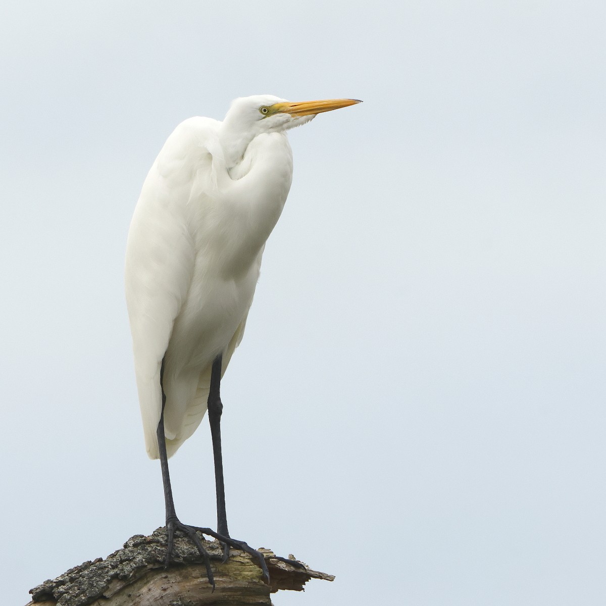 Great Egret - ML624040740