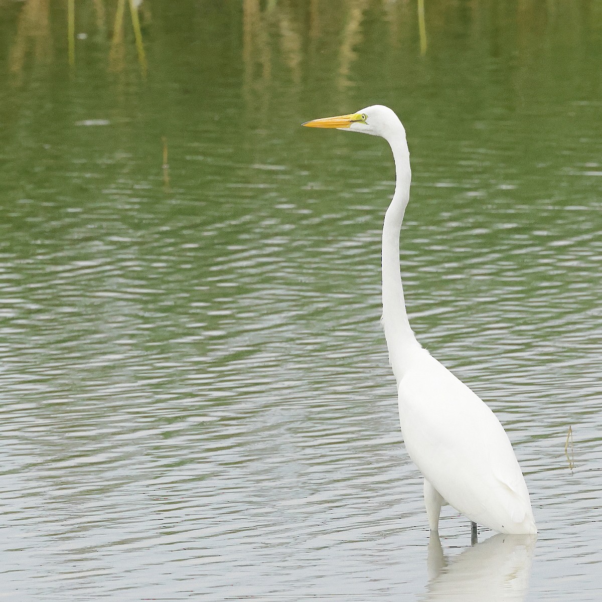 Great Egret - ML624040741