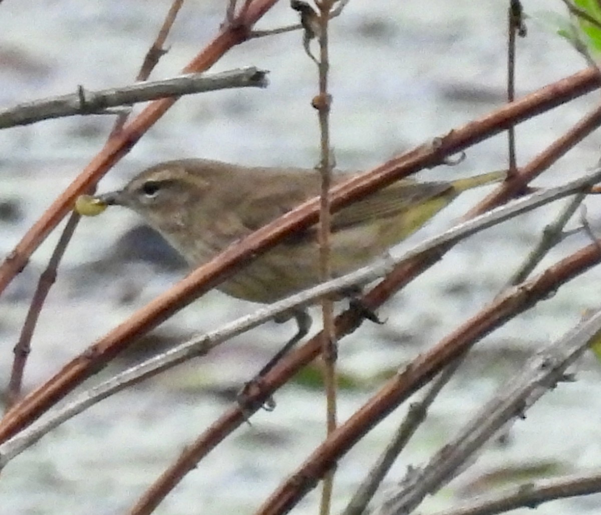 Palm Warbler - ML624040760