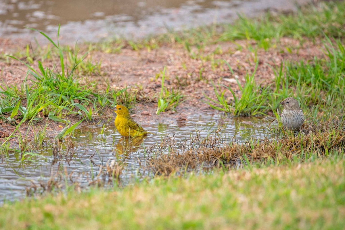 Saffron Finch - ML624040780