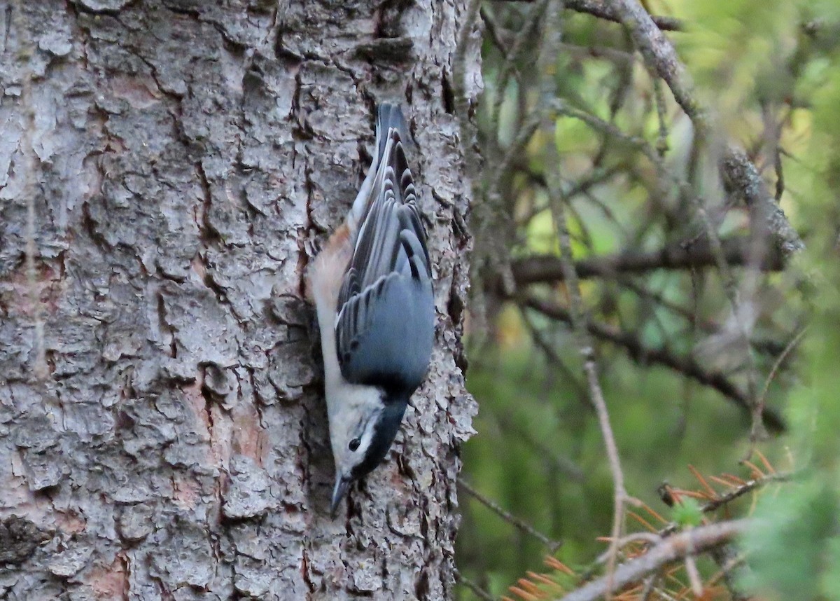 White-breasted Nuthatch - ML624040793