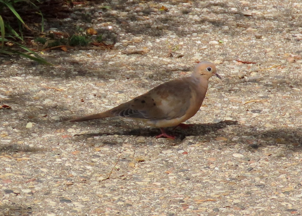 Mourning Dove - ML624040805