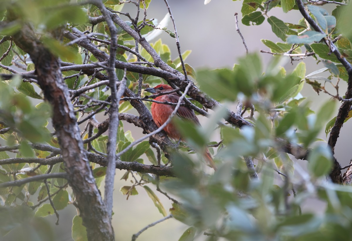 Hepatic Tanager - ML624040811