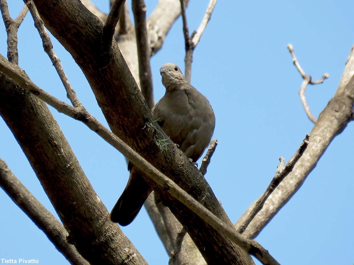 Ruddy Ground Dove - ML624040820