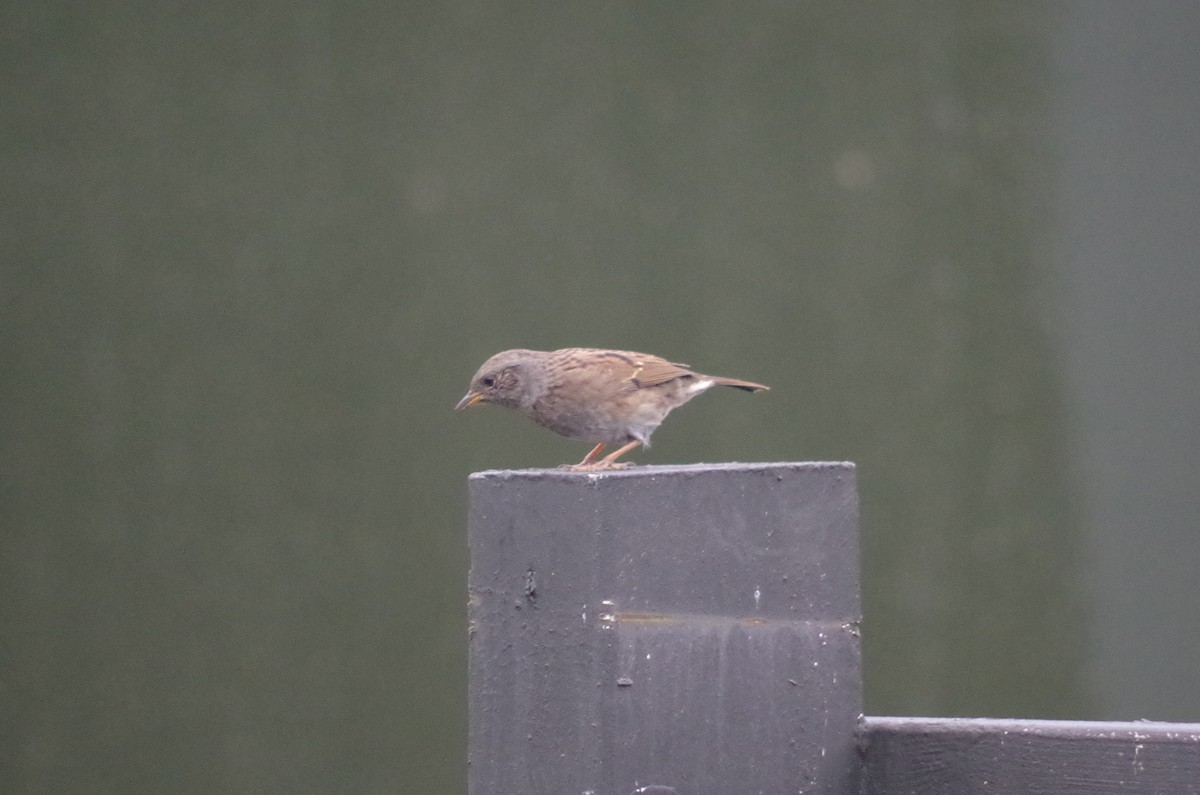 Dunnock - Chris Hanak