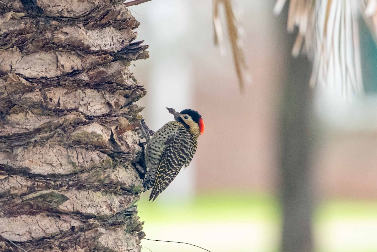 Green-barred Woodpecker - ML624040840