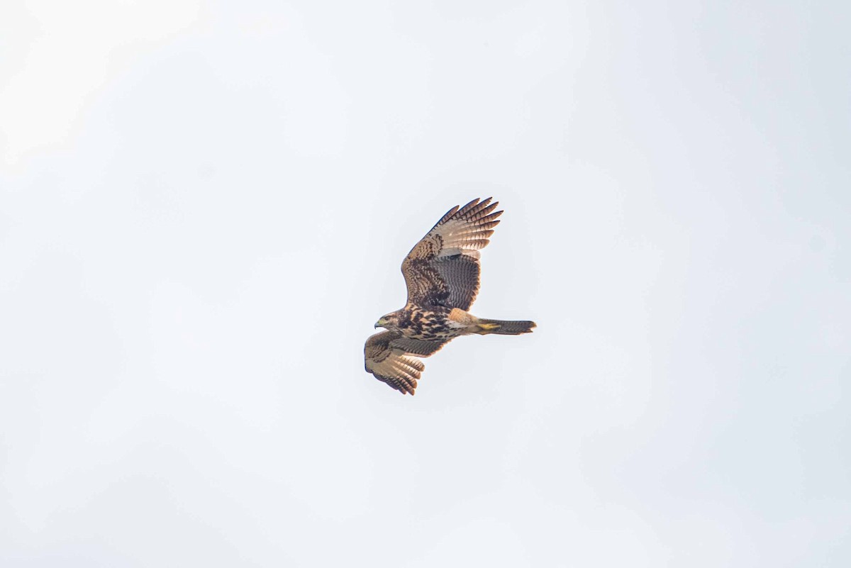 Harris's Hawk - ML624040844