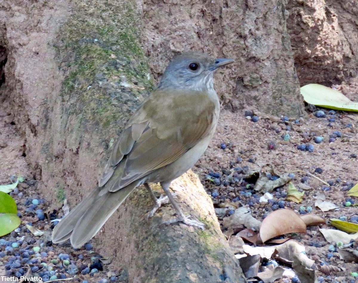 Pale-breasted Thrush - ML624040848