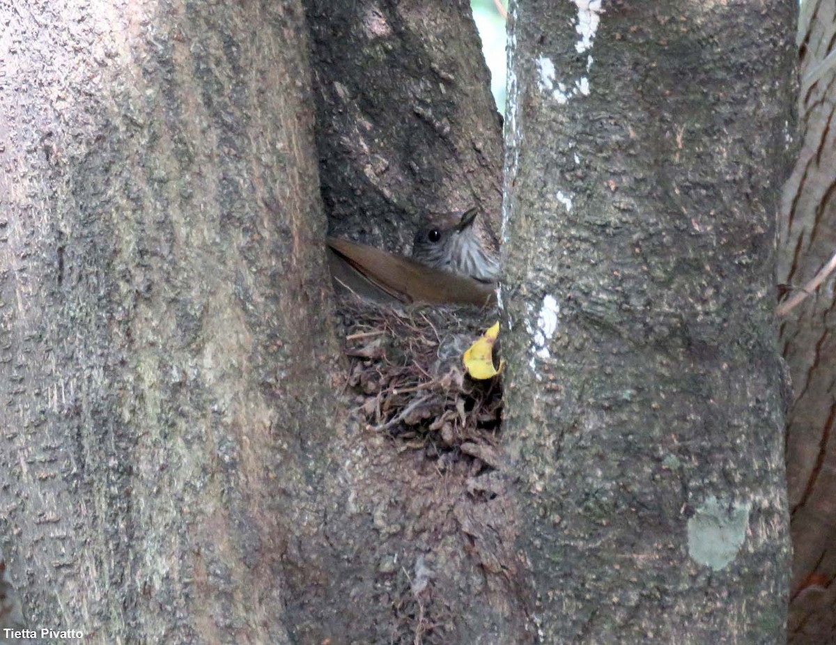 Pale-breasted Thrush - ML624040849