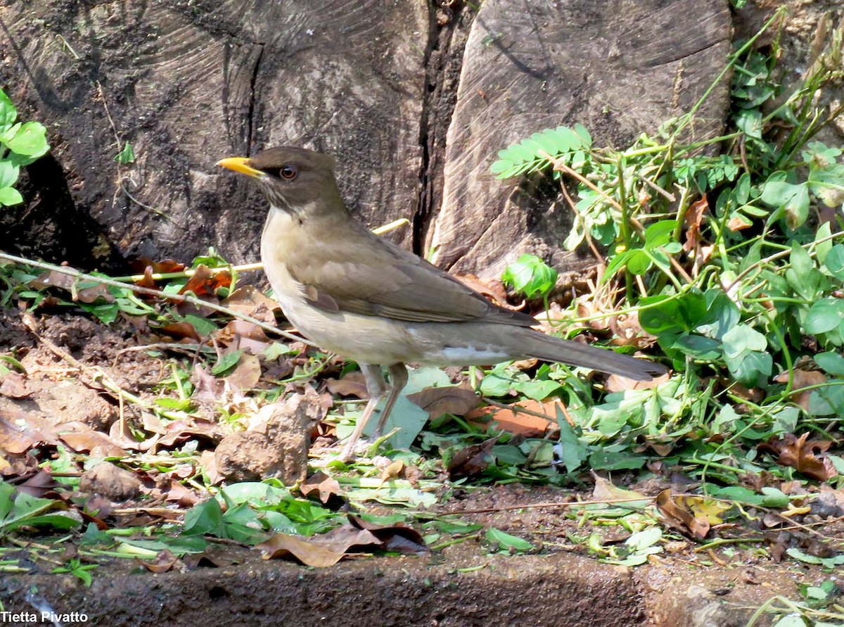 Creamy-bellied Thrush - ML624040851