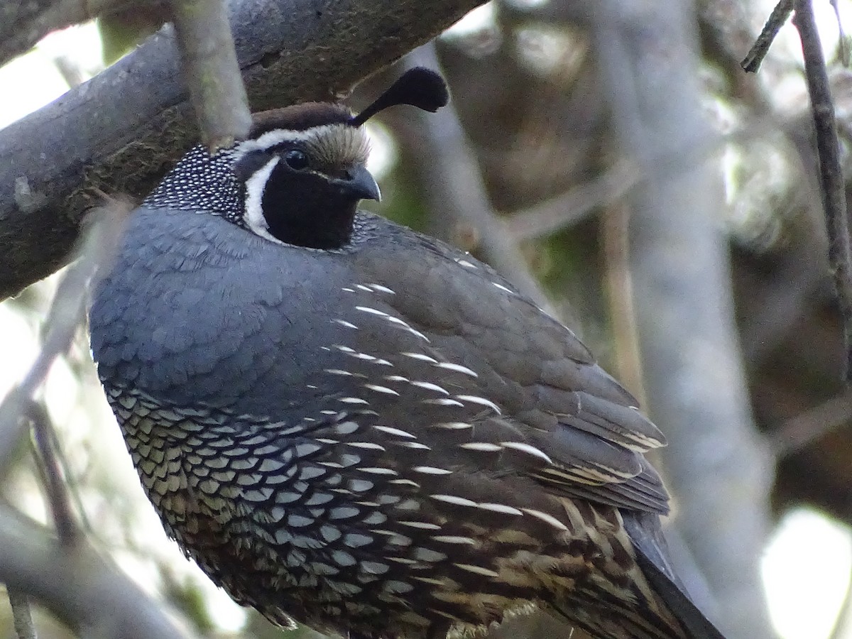 California Quail - ML624040852