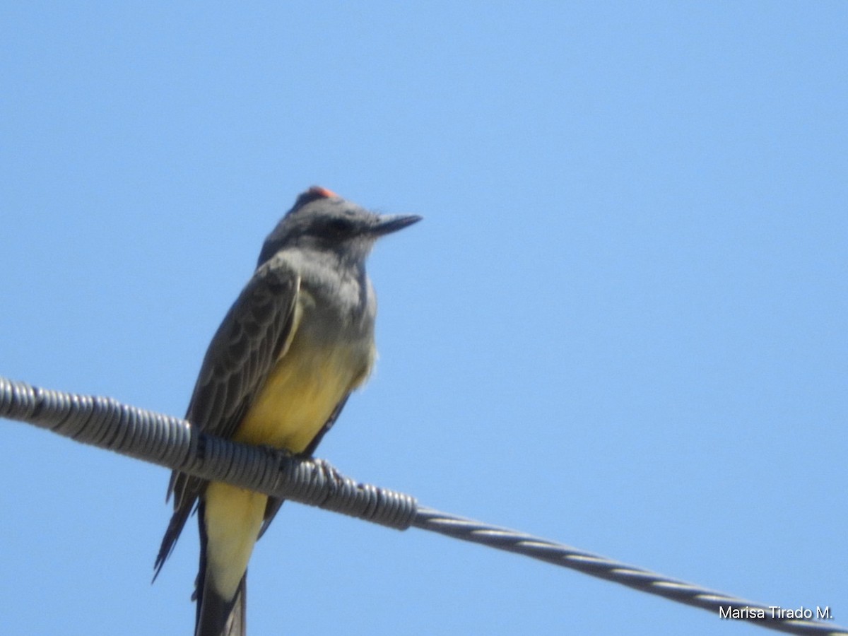 Cassin's Kingbird - ML624040858