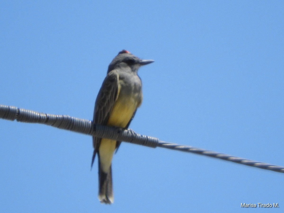 Cassin's Kingbird - ML624040861